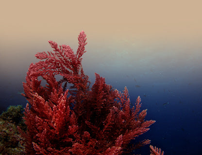 Aquamin F® polvo de algas, complejo de calcio natural