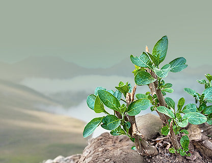 Una planta realmente especial