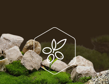 CyanthOX™50, el superextracto vegetal