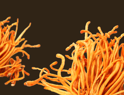 Cordyceps, la energía de las cumbres