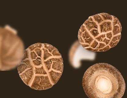 Shiitake, el noble de Oriente Lejano