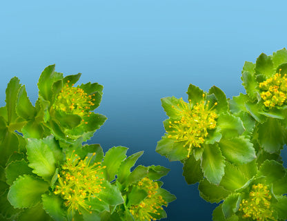 Según la tradición, la planta de la concentración y la presencia