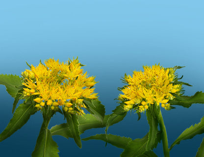 ¿Por qué la llaman “raíz de oro”?