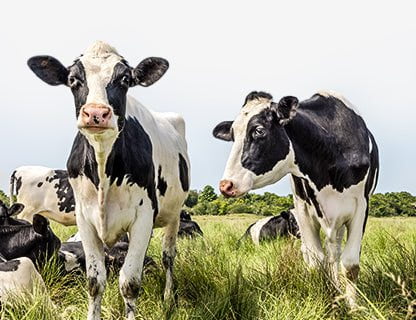 Vacas de pastoreo, leche de alta calidad, proteína premium ✨✨